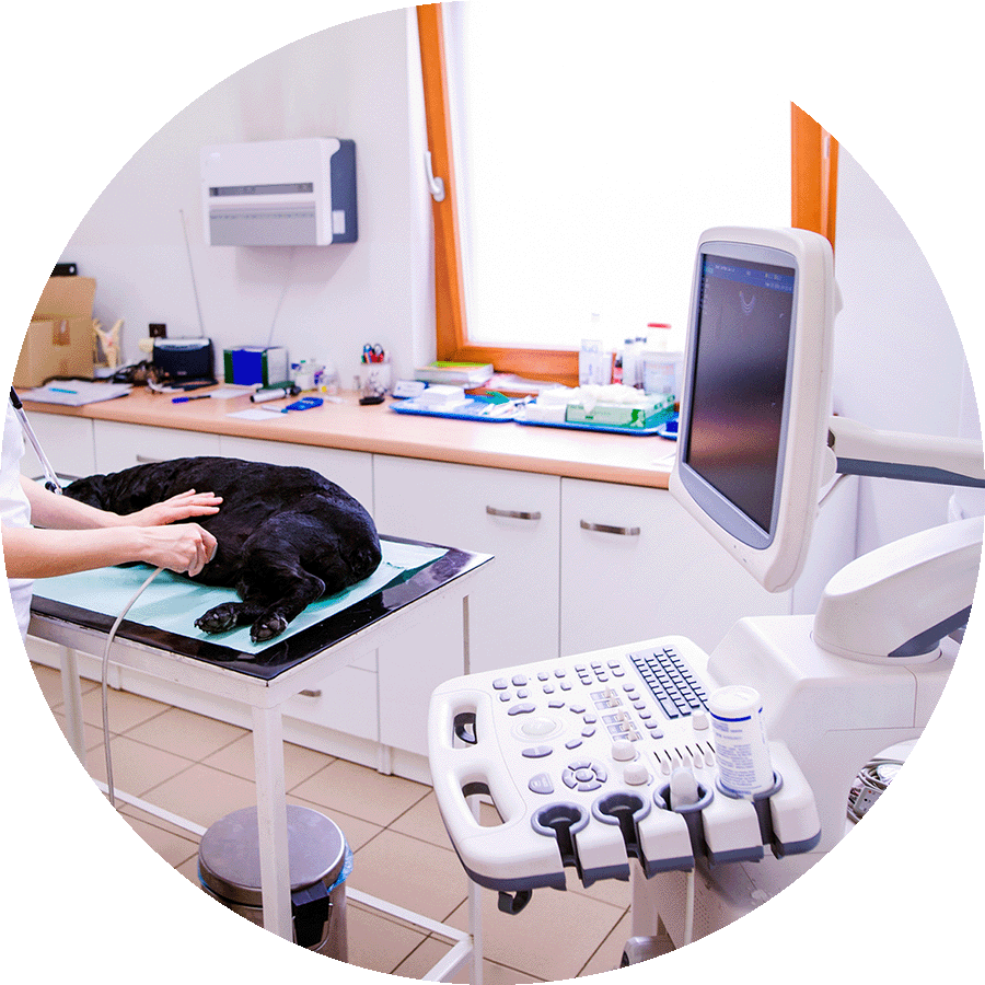 Veterinary office equiment